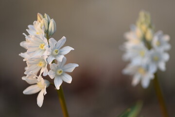 Puschkinia, striped squill blooming flowers in spring garden, space for text.