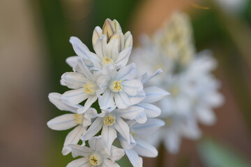 Puschkinia scilloides blooming flowers closeup on bokeh flowers boackground.