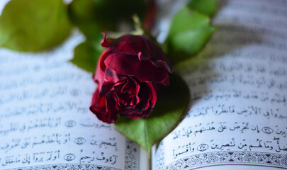a red rose on an ancient holy book