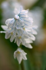 Puschkinia scilloides blooming flowers closeup.