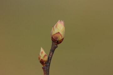 Spring buds of blueberry, blueberry branch with flower buds closeup.