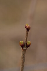 Viburnum buds, guelder rose buds closeup on spring.