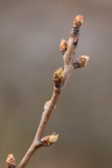 Pear flower buds on tree in spring, early development stage, pear bud shoots on branch.