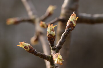 Pear flower bud in spring, green bud stage, pear bud shoots on branch, pear tree on spring.