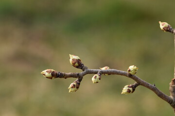 Pear flower bud in spring, green bud stage, pear bud shoots on branch on bokeh background.