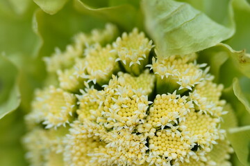 綺麗に咲いたフキノトウ