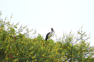 great heron in the marsh