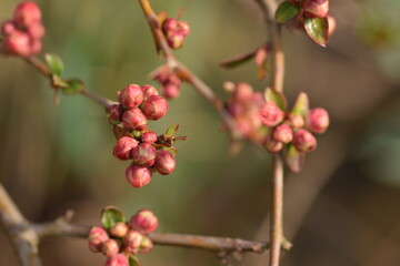 Chaenomeles japonica flower buds on branch, pink spring buds of blooming quince on shrub.
