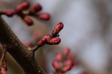 Apricot flower buds in early spring, pink flowerbuds of Prunus armeniaca before blooming.