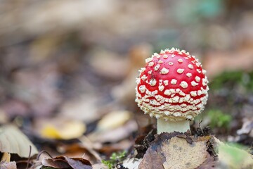 young toadstool with closed cap
