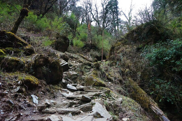 Rocky trail steps among natural landscape of green rainforest park