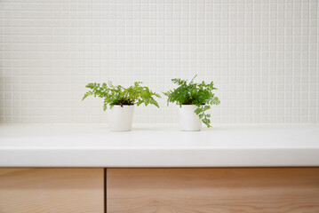 白いキッチン　爽やかな観葉植物　余白　白背景　コピースペース　ホワイトスペース　白タイル　木製キッチン　グラフィック素材