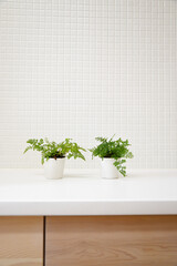 白いキッチン　爽やかな観葉植物　余白　白背景　コピースペース　ホワイトスペース