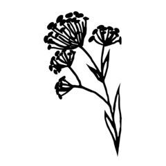 Obraz premium A heteromorph field plant isolated on a white background.Vector illustration in doodle style.