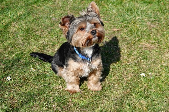 Cute yorkshire terrier sitting on the grass with his head tilted. High quality photo