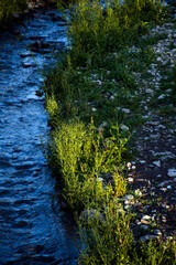 green moss on the river