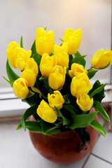 Beautiful yellow tulips flowers