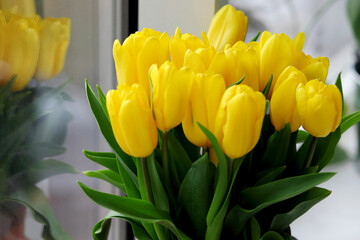 Spring blossoming yellow tulips