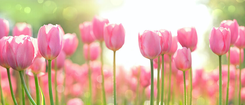 beautiful pink Tulips flowers in garden, natural light gentle background.  spring season floral image concept. template for design, copy space. banner