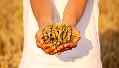 A man holds golden ears of wheat against the background of a ripening field. Farmer's hands close-up.