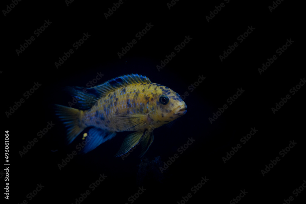 Wall mural Cichlid fish in the aquarium, amazing colors. selective focus. white and black background