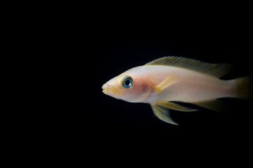 Cichlid fish in the aquarium, amazing colors. selective focus. white and black background