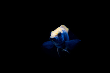 Cichlid fish in the aquarium, amazing colors. selective focus. white and black background