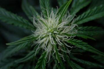 Hemp cone. Macro view of blooming cannabis bud with white stigmas, growing concept. Marijuana flowers close-up, top view. Harvest time, grow ripe.