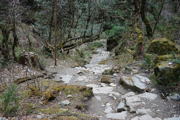 Rocky trail steps among natural landscape of green rainforest park