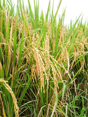 Mature paddy rice in Indonesia. Mature harvest of golden rice. Natural source of carbohydrate. Organic rice farm in Asian. Organic food. Agriculture background.