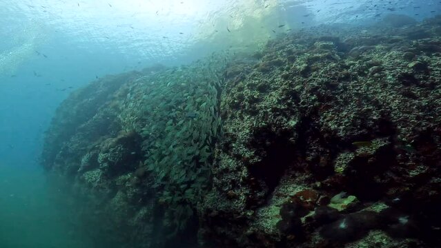 Under Water Film Footage - Abundance of fish passing over coral reef and turning with the surface of the ocean above - at Sail Rock Island - Thailand