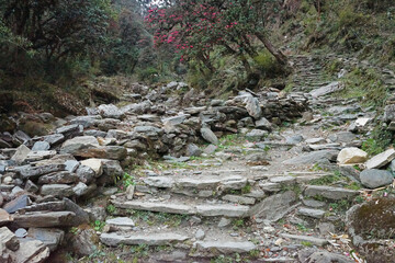 Rocky trail steps among natural landscape of green rainforest park