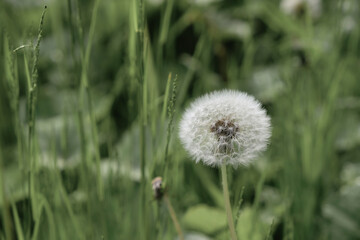 Dandelion white flower in green grass. Blurred background. Copy space. 