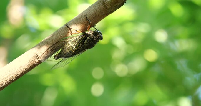 蝉(クマゼミ)が鳴いている4K動画、集音マイクで収録