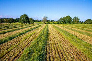 Fototapeta na wymiar Paysage de campagne, fauchage du foin dans les champs.
