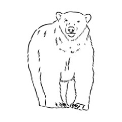 Polar bear illustration, drawing, engraving, ink, line art, vector