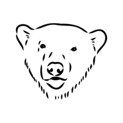 Polar bear illustration, drawing, engraving, ink, line art, vector