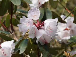 Rhododendron Hybr. 'Jacksonii'  aux grappes de fleurs blanc rosé sur de long pédicelles...