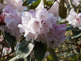 Gros plan sur fleurs de Rhododendron Hybr. 'Jacksonii' 