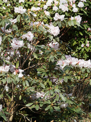 Rhododendron Hybr. 'Jacksonii' . Rhododendron aux grappes de fleurs rose tendre à rose blanc,...