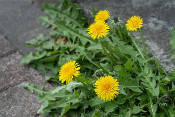 たんぽぽ・タンポポ・花・植物