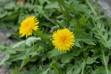 たんぽぽ・タンポポ・花・植物