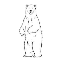 Polar bear illustration, drawing, engraving, ink, line art, vector