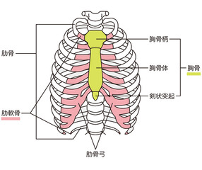肋骨　胸骨　骨格図