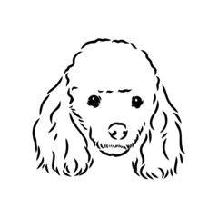 Sketch of poodle. Dog breed. Black outline on transparent background