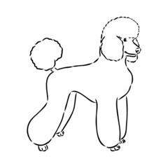 Sketch of poodle. Dog breed. Black outline on transparent background