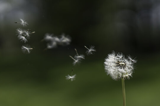 dandelion seed head © Jan