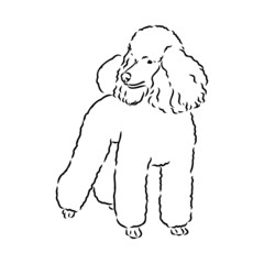 Sketch of poodle. Dog breed. Black outline on transparent background