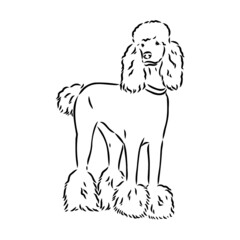 Sketch of poodle. Dog breed. Black outline on transparent background