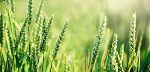 Ukrainian field. Macro close up of fresh young ears of young green wheat in spring summer field. Free space for text. Agriculture scene background.